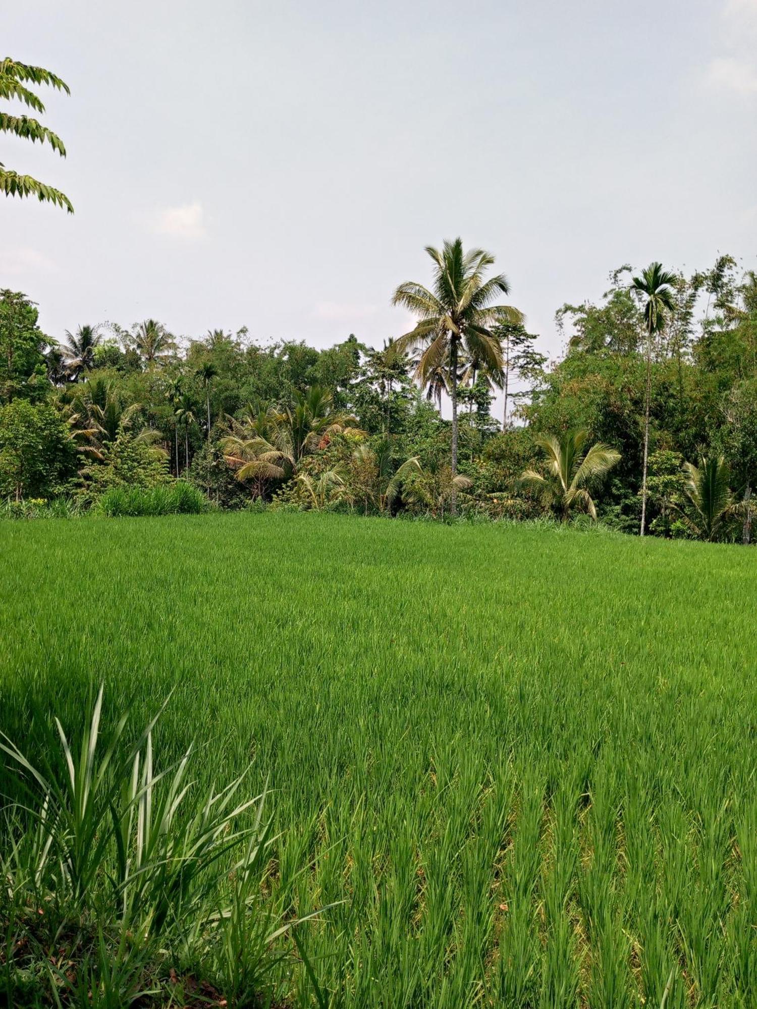 Asan Rinjani Homestay Тетебату Номер фото
